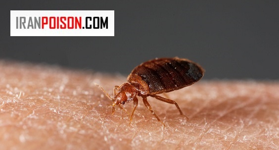 جلوگیری از ورود ساس