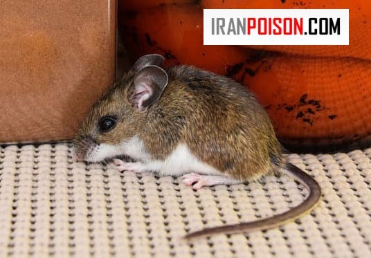 موش‌ها کجا زندگی می‌کنند و چرا بعضی جاها را بیشتر دوست دارند؟