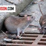 موش‌ها از چه طریقی بیماری را جا‌به‌جا می‌کنند؟