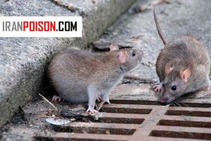 موش‌ها از چه طریقی بیماری را جا‌به‌جا می‌کنند؟