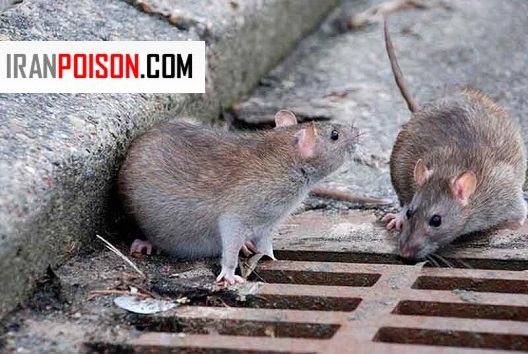 موشها از چه طریقی بیماری را جابهجا میکنند؟