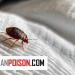 نحوه انتقال ساس از هتل های خارج کشور به خانه ما