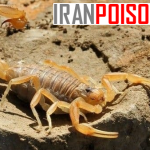 ایا زهر عقرب برای انسان فوایدی دارد