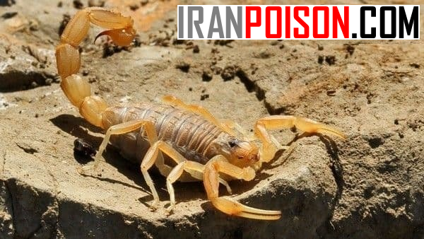 ایا زهر عقرب برای انسان فوایدی دارد