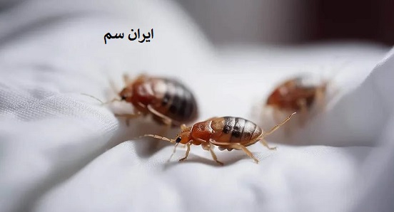 ساس ها حشرات کوچکی هستند