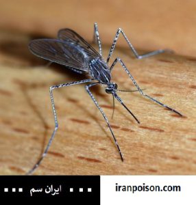 از بین بردن پشه‌های ریز در منزل|دلایل اصلی پیدایش پشه‌های ریز در منزل