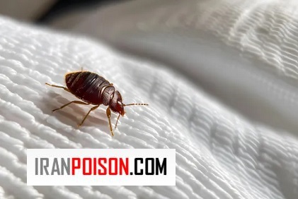 لکه‌های خون ساس روی ملحفه و روبالشی نشان دهنده چیست؟