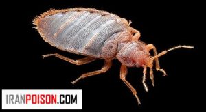 افزایش ساس در مهمانی ها