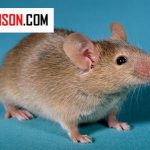 راه‌های اصولی برای کم کردن خطرات بهداشتی ناشی از موش