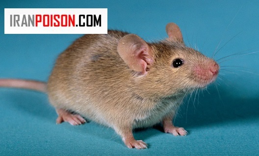 راههای اصولی برای کم کردن خطرات بهداشتی ناشی از موش