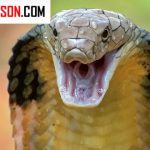 کدام مار از همه مارهای طبیعت قویتر و خطرناکتر است؟