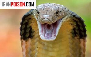 کدام مار از همه مارهای طبیعت قویتر و خطرناکتر است؟
