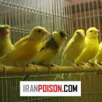 از بین بردن بیدقناری با سرکه