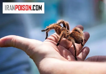 رتیل دقیقاً چه کار میکنه وقتی که به اصطلاح «نیش» میزنه؟