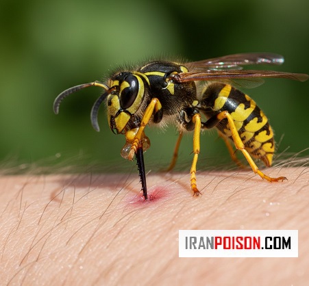 نیش زنبور وحشی زرد و درمان سریع آن