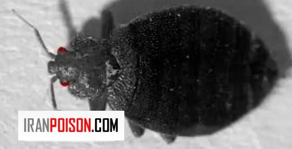 ساس سیاه بزرگ