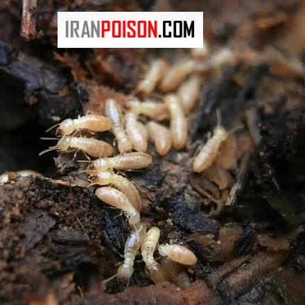 موریانه دقیقاً چیست؟