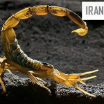 بعد از نیش عقرب، یک انسان چند دقیقه فرصت دارد خود را به درمانگاه برساند؟