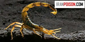 بعد از نیش عقرب، یک انسان چند دقیقه فرصت دارد خود را به درمانگاه برساند؟