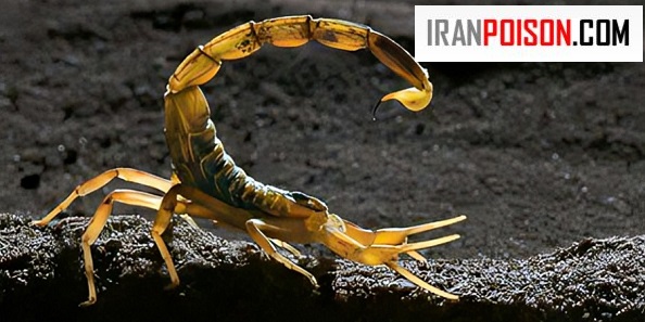 بعد از نیش عقرب، یک انسان چند دقیقه فرصت دارد خود را به درمانگاه برساند؟