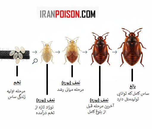 سازگاری حشره ساس با محیط انسانی