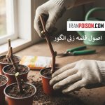 اصول قلمه زنی انگور