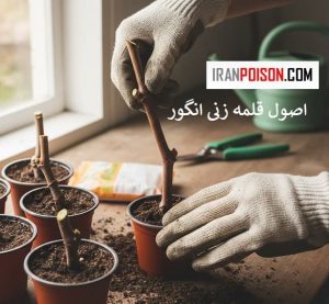 اصول قلمه زنی انگور