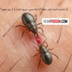 آیا حشره مایت نیش میزند؟با چه سمی سریع مایت را از بین ببریم؟