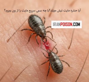 آیا حشره مایت نیش میزند؟با چه سمی سریع مایت را از بین ببریم؟