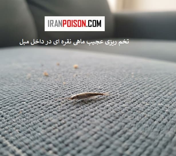 ماهی نقرهای چیست؟