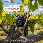 آیا نهال انگور پیوندی بگیریم یا ریشه‌ای؟