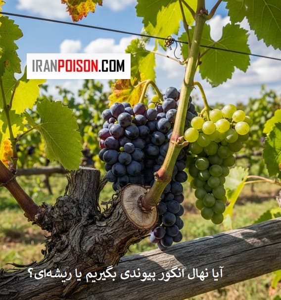 آیا نهال انگور پیوندی بگیریم یا ریشه‌ای؟