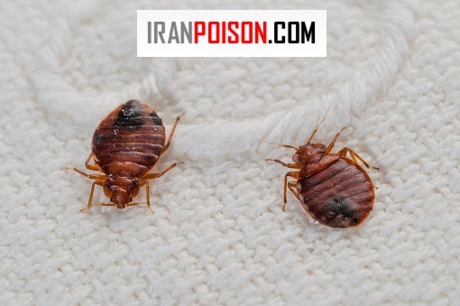 بهترین سموم ساس