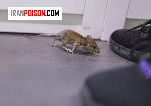 بهترین سم موش آلمانی