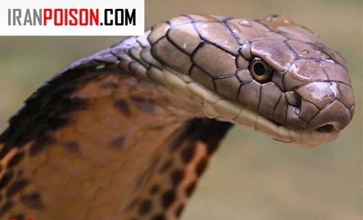 زهر چگونه ساخته و منتقل میشود؟