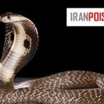 کدام دندان مار زهر پرتاب میکند؟