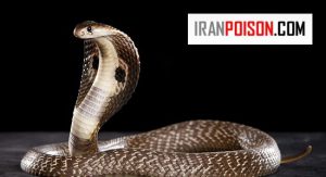 کدام دندان مار زهر پرتاب میکند؟