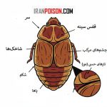 اندام ساس و آناتومی ساس