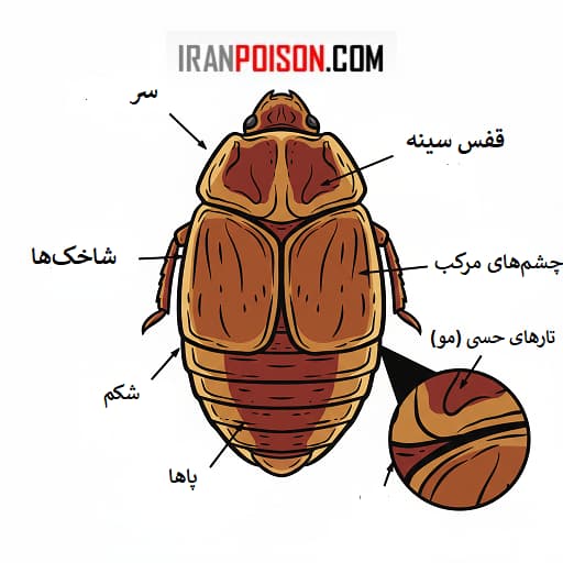 اندام ساس و آناتومی ساس