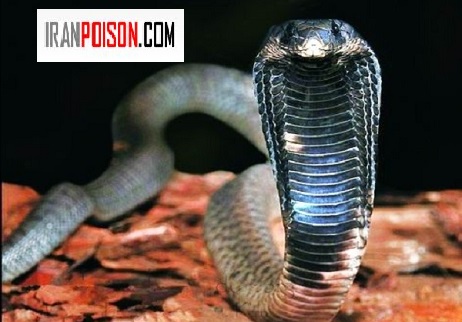 مارهای زهرپاش