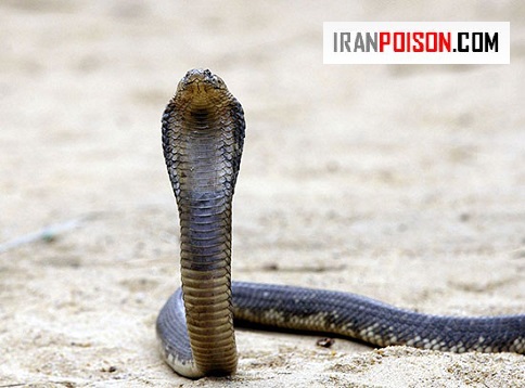 دقت در زهرپاشی تصادفی یا کنترلشده؟