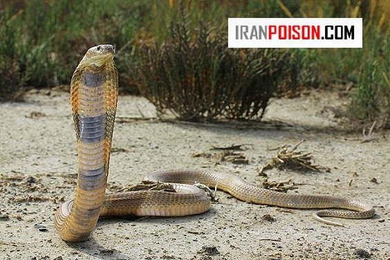 تفاوت زهر تزریقی و پاششی