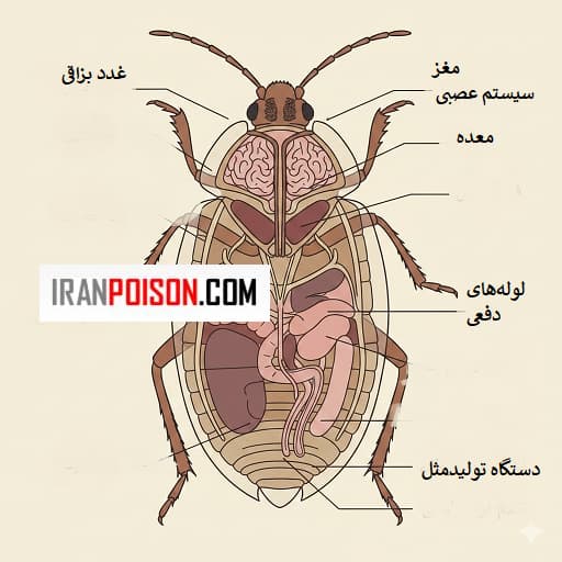 اجزای دهانی ساس که سوزنی دقیق برای مکیدن خون