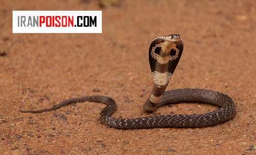 آیا مارهای دیگر هم زهر پرتاب میکنند؟