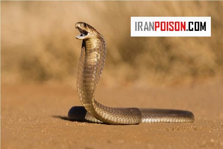 کدام دندان مار زهر پرتاب میکند؟