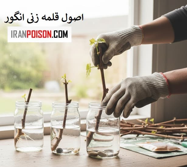 قلمهزنی یعنی چه؟