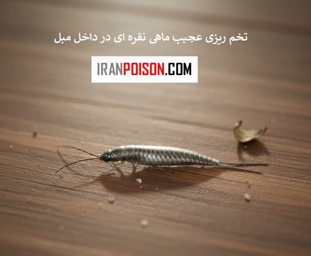 چرا تخمریزی داخل مبل اتفاق میافتد؟