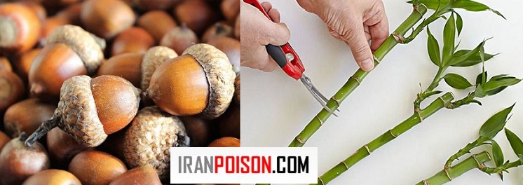 نحوه کاشت و قلمه‌زنی بلوط