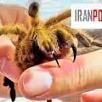 جای نیش رتیل؛ آیا نیش رتیل خطرناک است؟