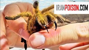 جای نیش رتیل؛ آیا نیش رتیل خطرناک است؟